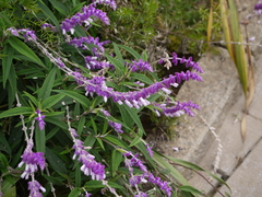 Salvia leucantha