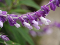 Salvia leucantha