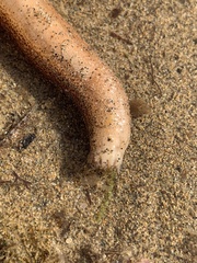 Leptosynapta