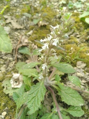 Ajuga genevensis