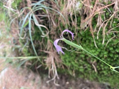 Dianthus pygmaeus