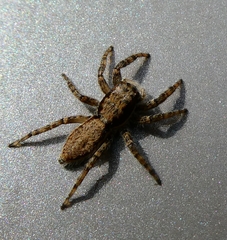Menemerus taeniatus