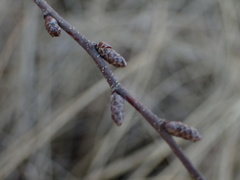 Betula humilis