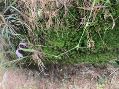 Dianthus pygmaeus