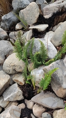 Polystichum orbiculatum
