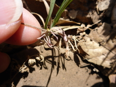 Leptosiphon androsaceus