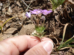 Leptosiphon androsaceus