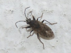 Peritrechus geniculatus