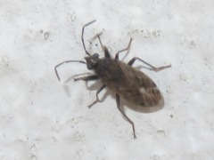 Peritrechus geniculatus
