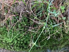 Dianthus pygmaeus