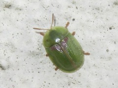 Cassida denticollis