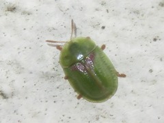 Cassida denticollis