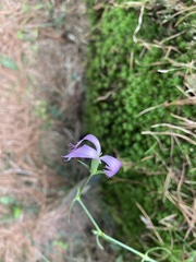 Dianthus pygmaeus