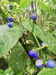 Palicourea caerulea