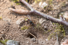 Nomada leucophthalma