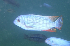 Labeotropheus fuelleborni