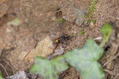 Nomada leucophthalma