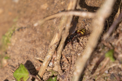 Nomada leucophthalma