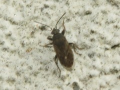 Peritrechus geniculatus