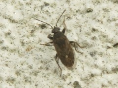 Peritrechus geniculatus