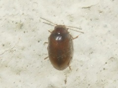 Contacyphon laevipennis