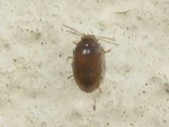 Contacyphon laevipennis