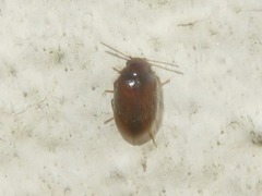 Contacyphon laevipennis