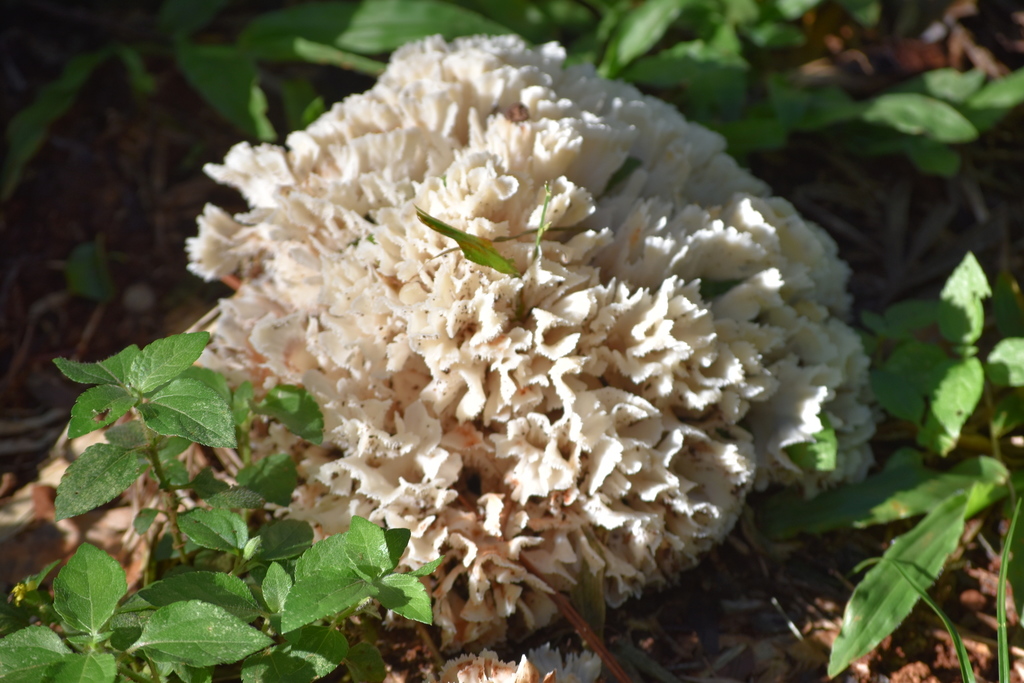 Irpex rosettiformis · March 2022 · photo: © vero1304 (iNaturalist, cc-by)