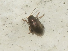 Chaetocnema hortensis
