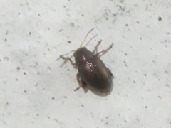 Chaetocnema hortensis