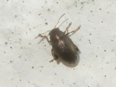 Chaetocnema hortensis