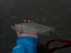 Opsariichthys uncirostris