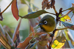 Zosterops ceylonensis