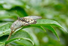 Acraea igola