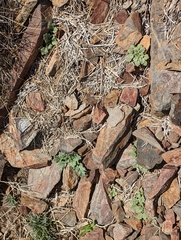 Phacelia nashiana