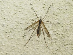 Ptychoptera albimana