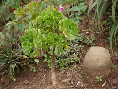 Aeonium arboreum korneliuslemsii