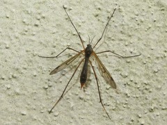 Ptychoptera albimana