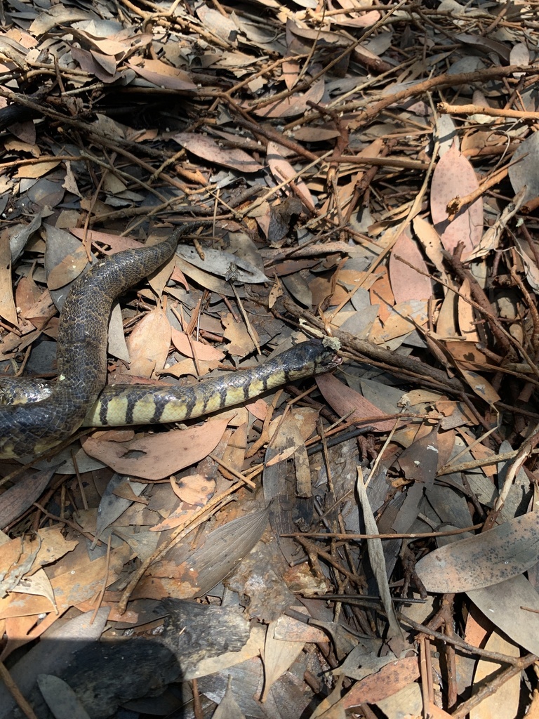 Bocourt's Water Snake from Kampong Trach, KHKP, KH on March 27, 2022