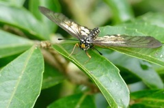 Acraea igola