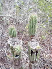 Cephalocereus nudus
