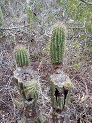 Cephalocereus nudus