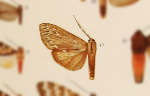 Leucanopsis affinella