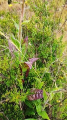 Minthostachys mollis