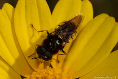 Stratiomyomorpha