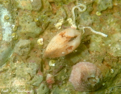 Striarca lactea