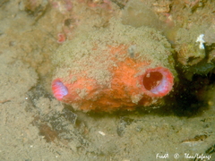 Pyura dura