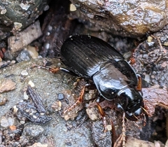 Harpalus cautus
