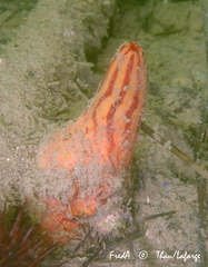 Microcosmus sabatieri