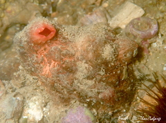 Microcosmus polymorphus
